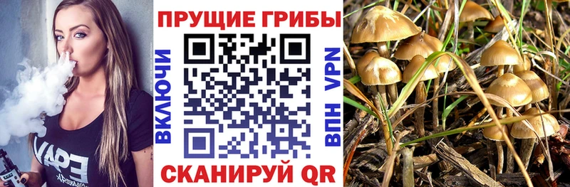 Галлюциногенные грибы Psilocybine cubensis  Зверево 